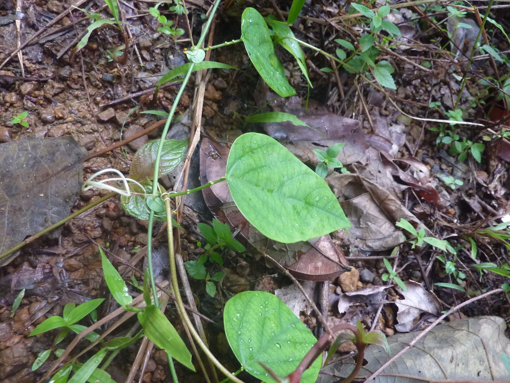 Passiflora retipetala leaf