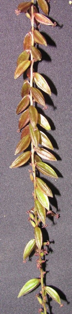 Dioscorea lepida — houseplant care guide