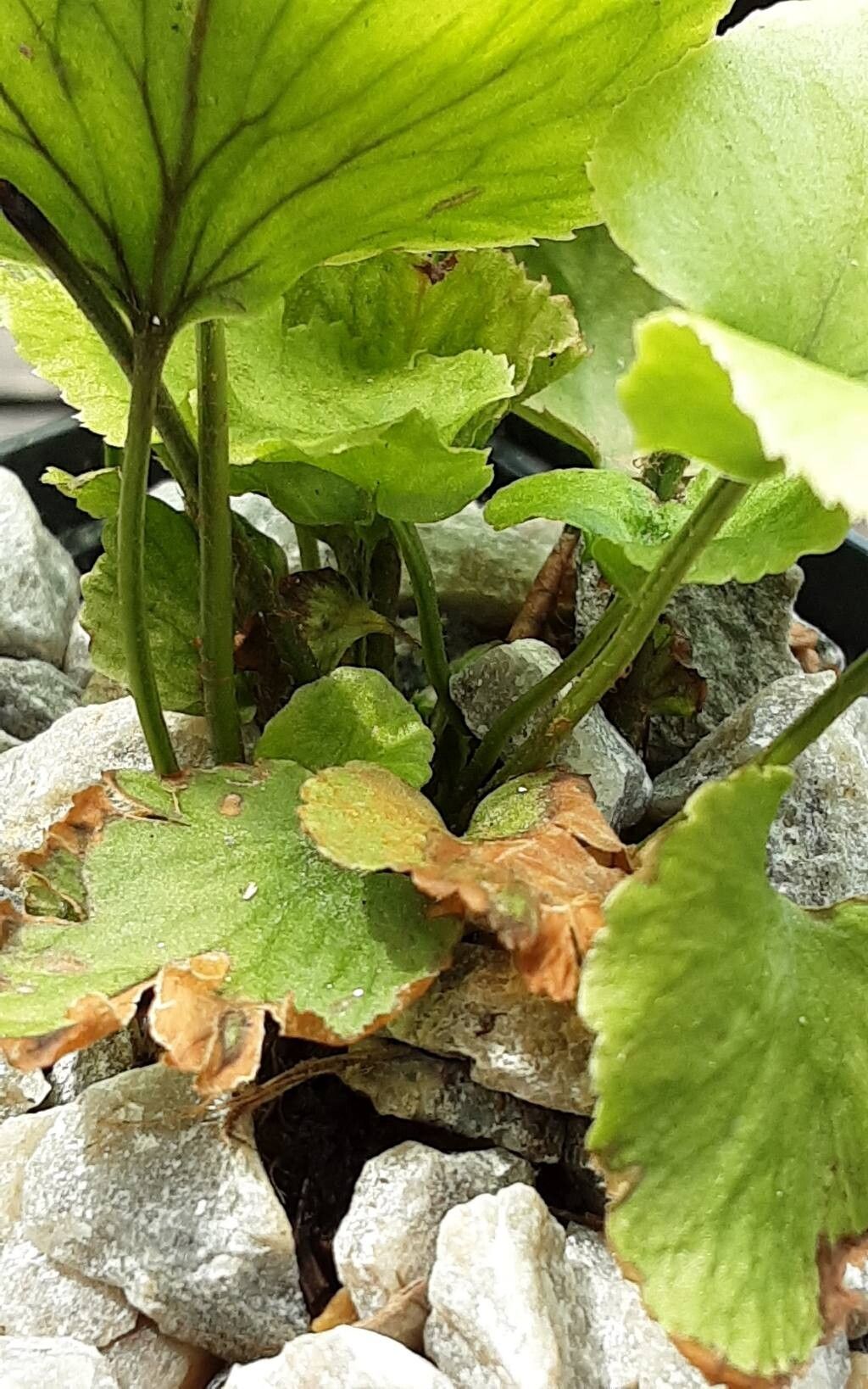 Cyrtomium anomophyllum bark