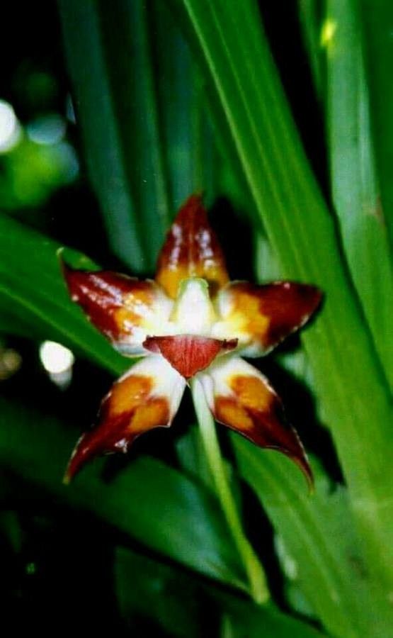 Huntleya meleagris — search result for 'Trinidad and Tobago'