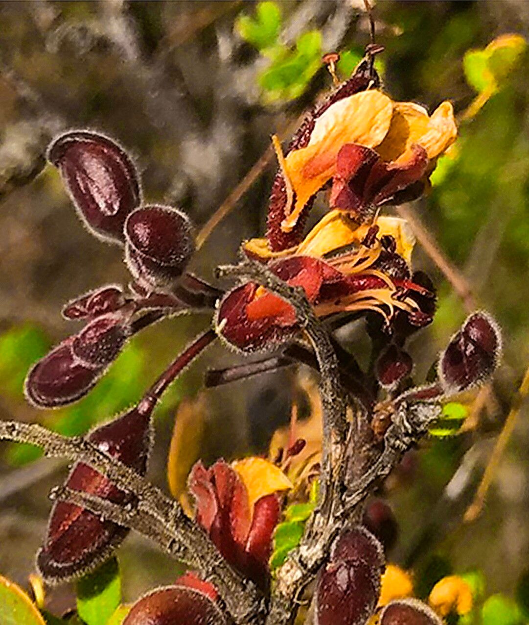 Erythrostemon palmeri fruit