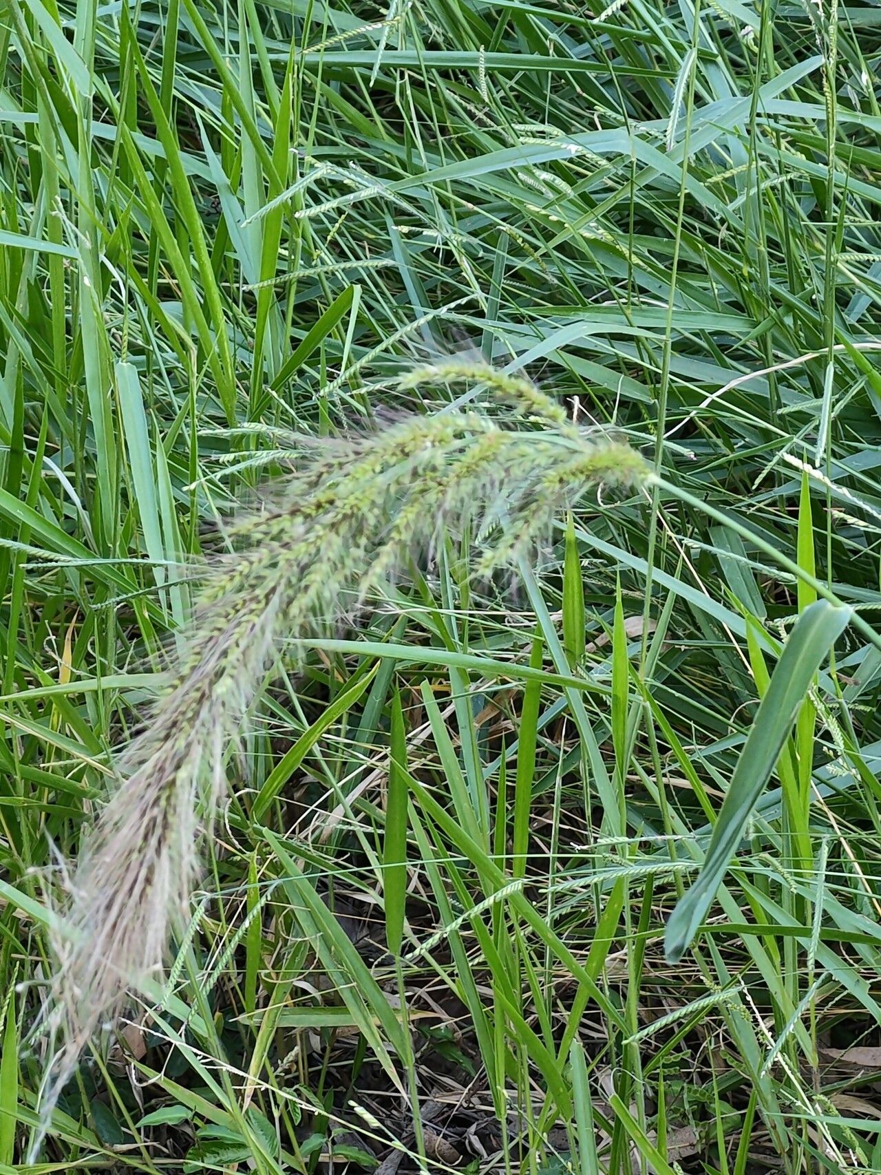 Echinochloa telmatophila fruit