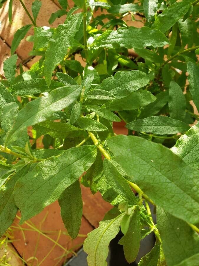 Cistus × purpureus leaf