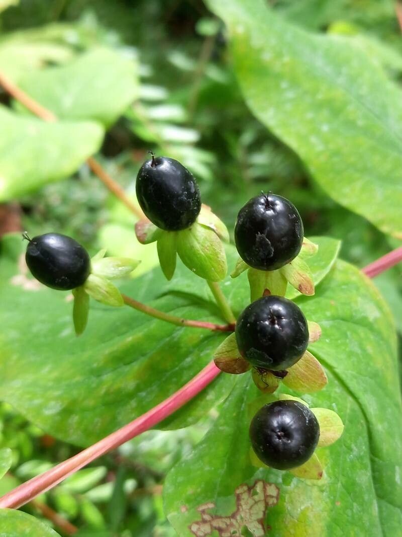 Hypericum kouytchense fruit