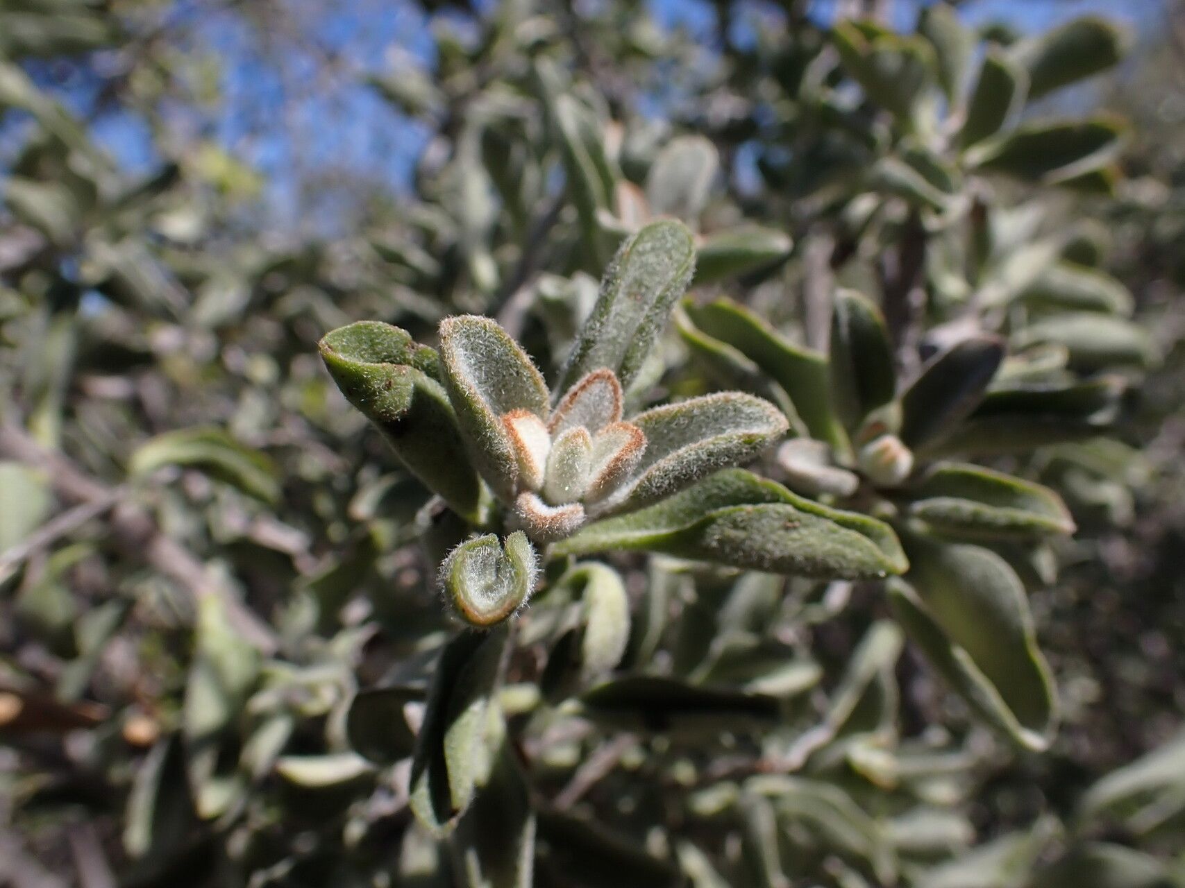 Kalanchoe viguieri — houseplant care guide