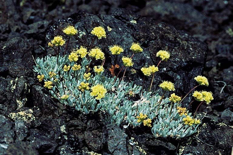 Eriogonum prociduum habit