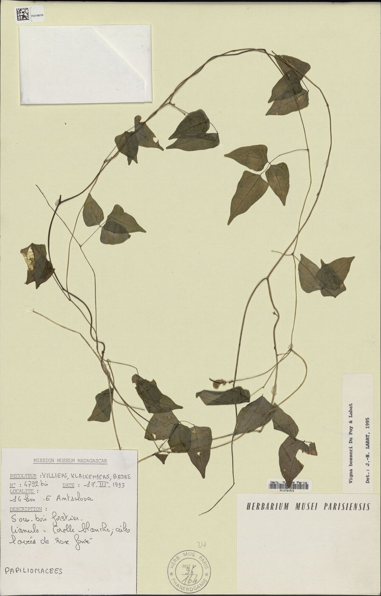 Vigna bosseri — search result for 'Vigna'