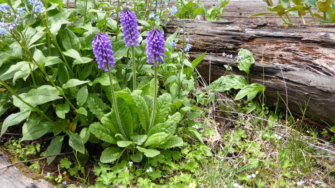 Primula deflexa leaf