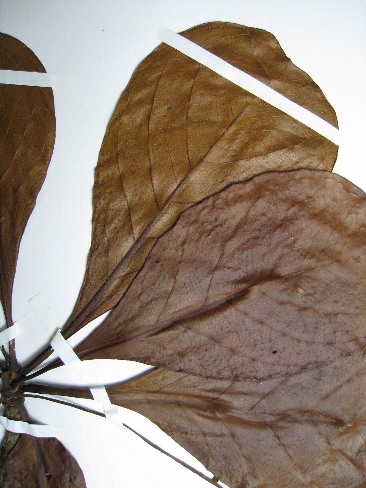 Terminalia nitidissima other