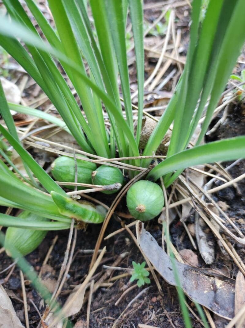 Iris ruthenica — houseplant care guide