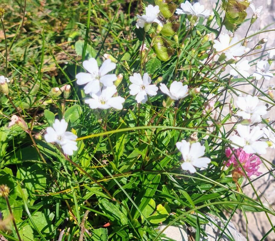 Heliosperma alpestre flower