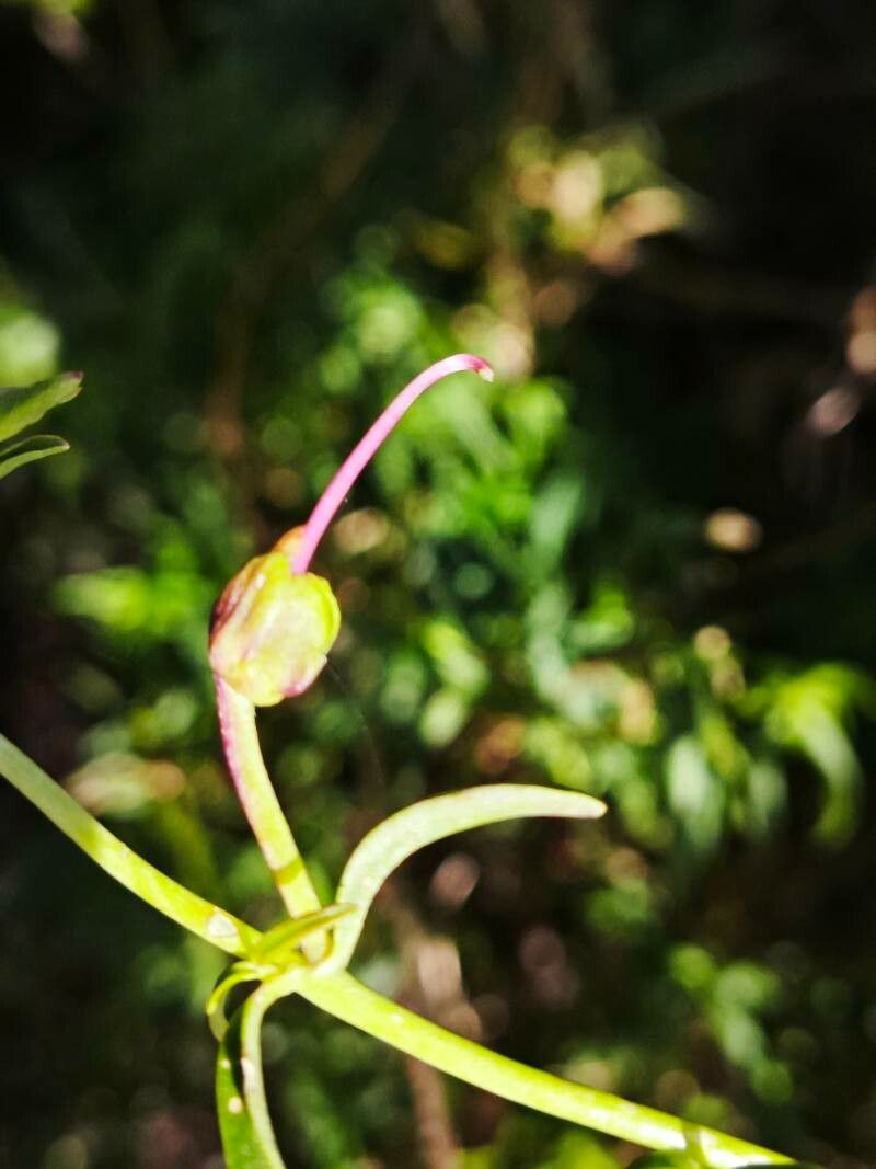 Antirrhinum tortuosum fruit