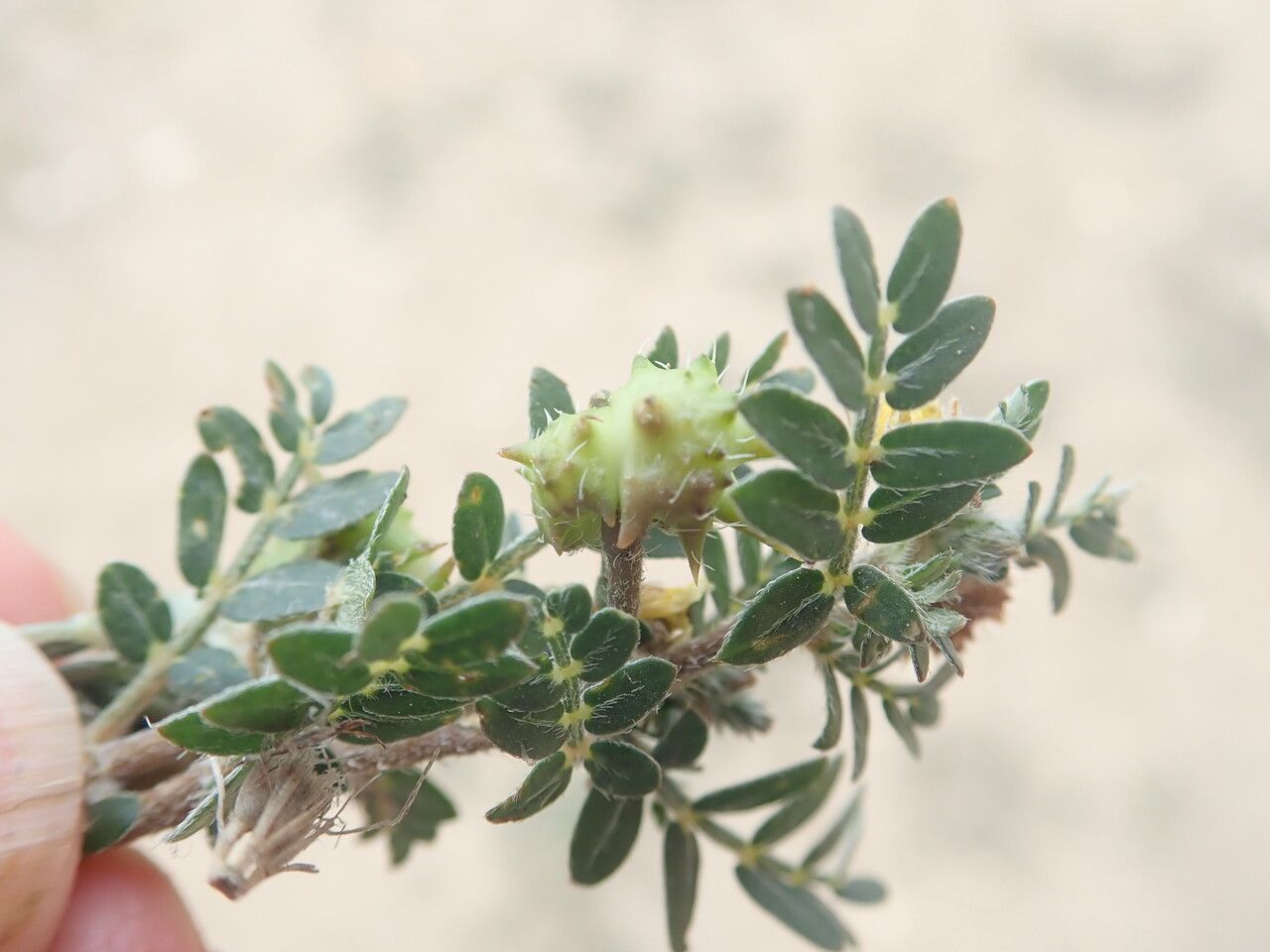 Tribulus terrestris fruit
