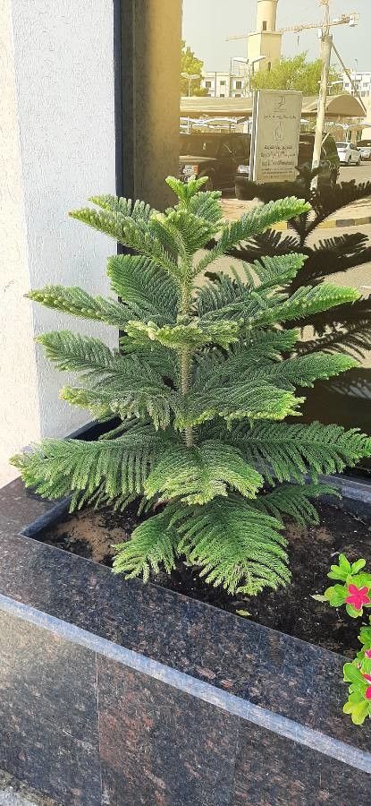 Araucaria laubenfelsii — search result for 'Araucaria'