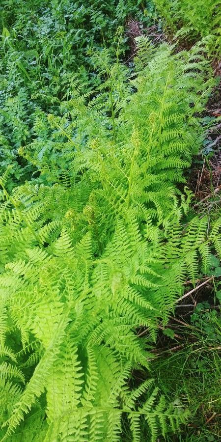 Dennstaedtia punctilobula habit