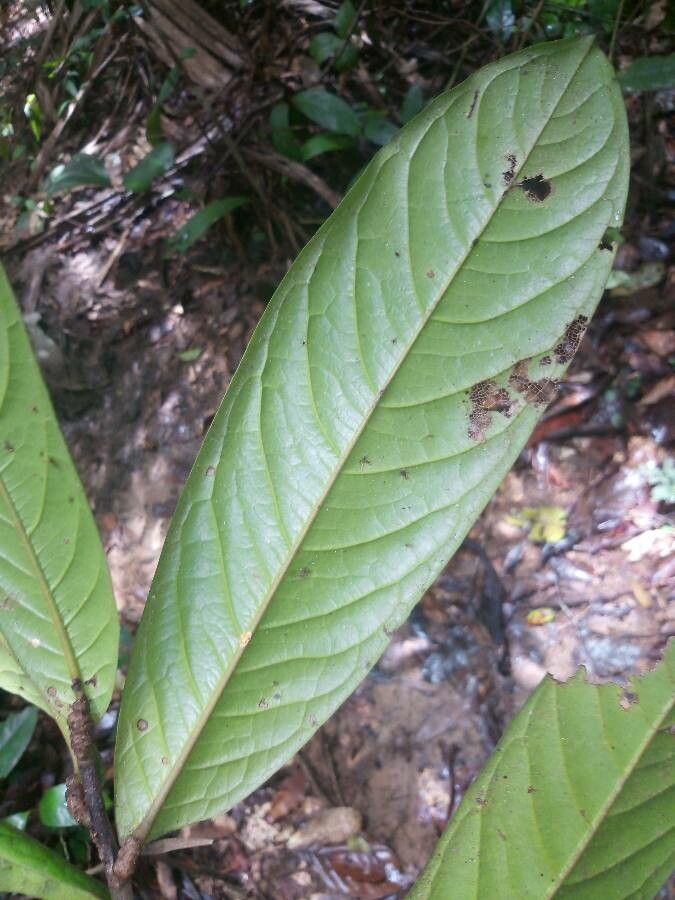 Duguetia eximia — houseplant care guide