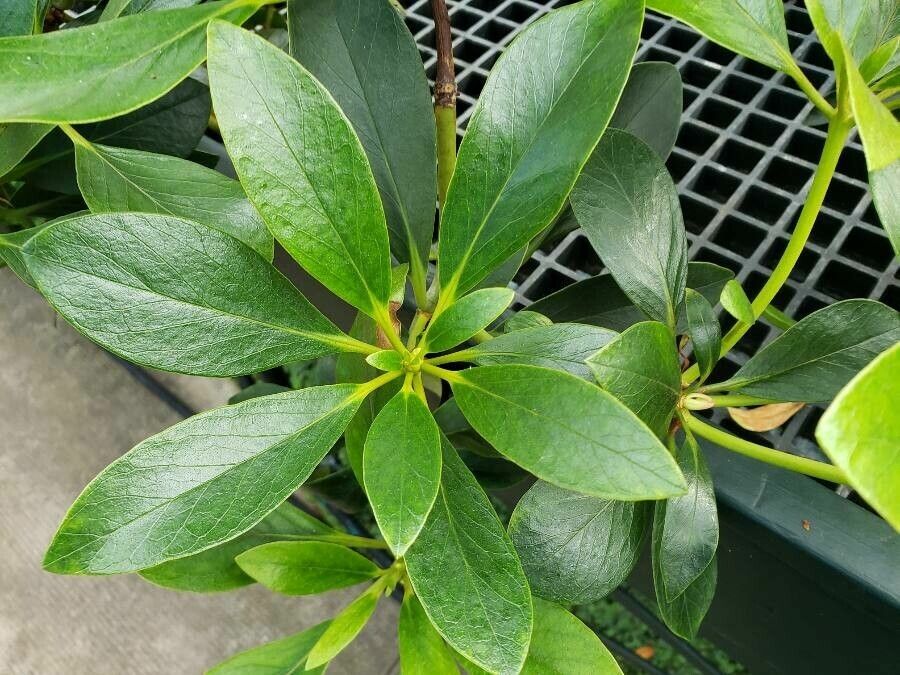 Rhododendron goodenoughii — houseplant care guide