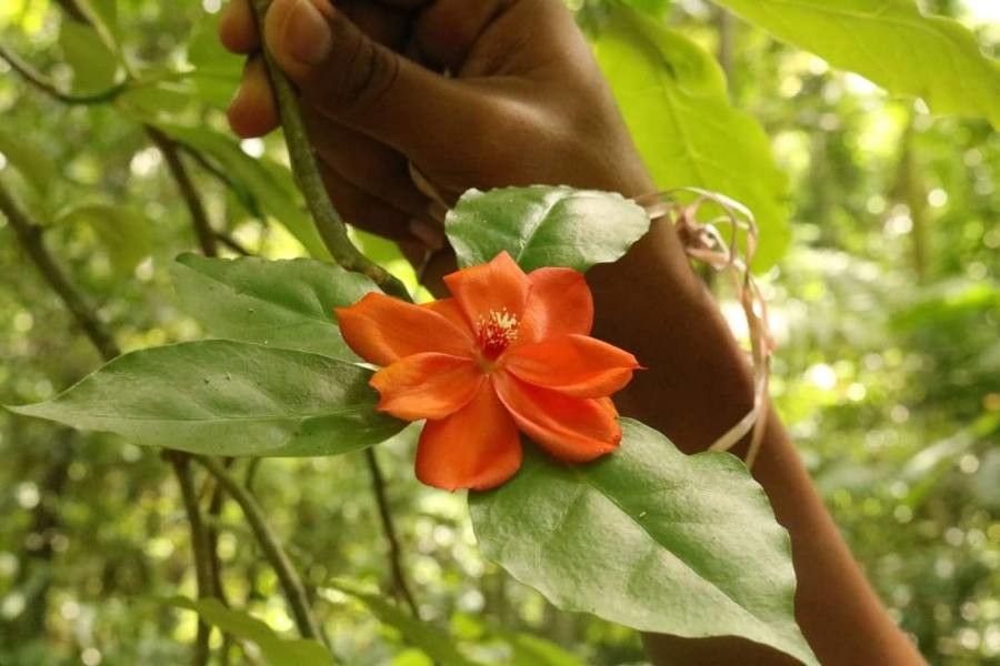 Pereskia bleo flower