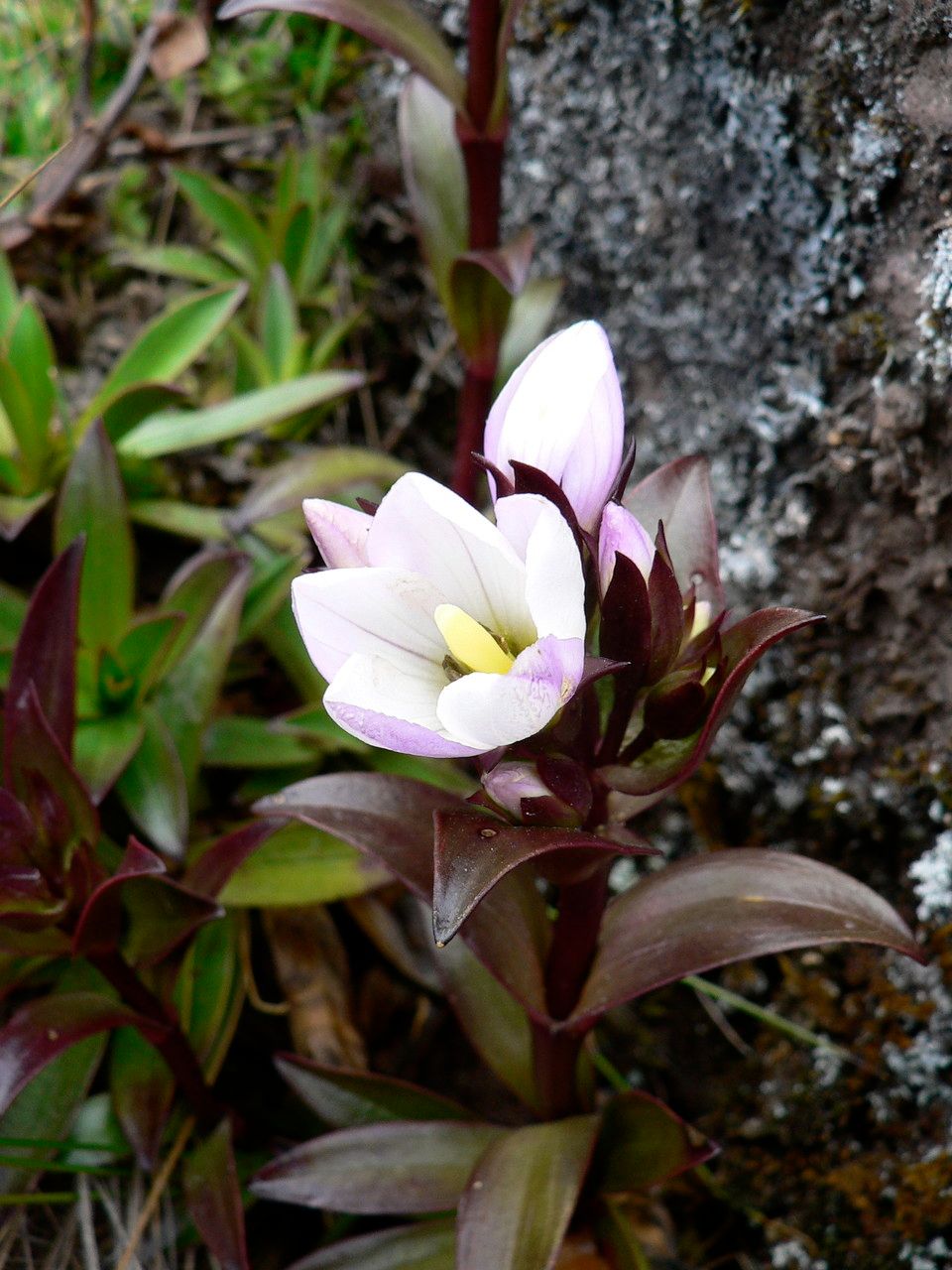 Gentianella foliosa flower