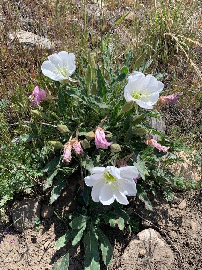 Oenothera californica — search result for 'Oenothera'