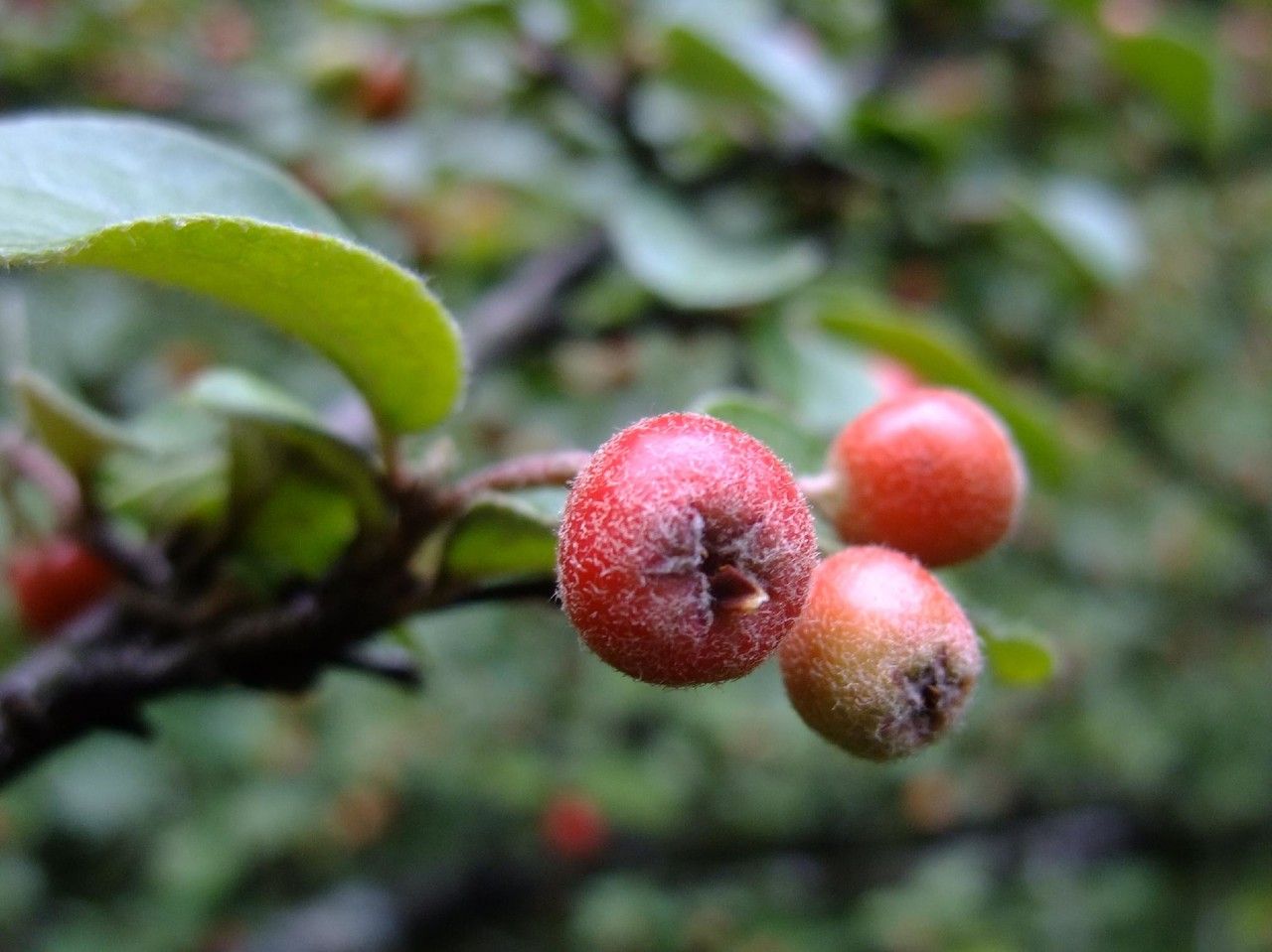 Cotoneaster kitaibelii fruit
