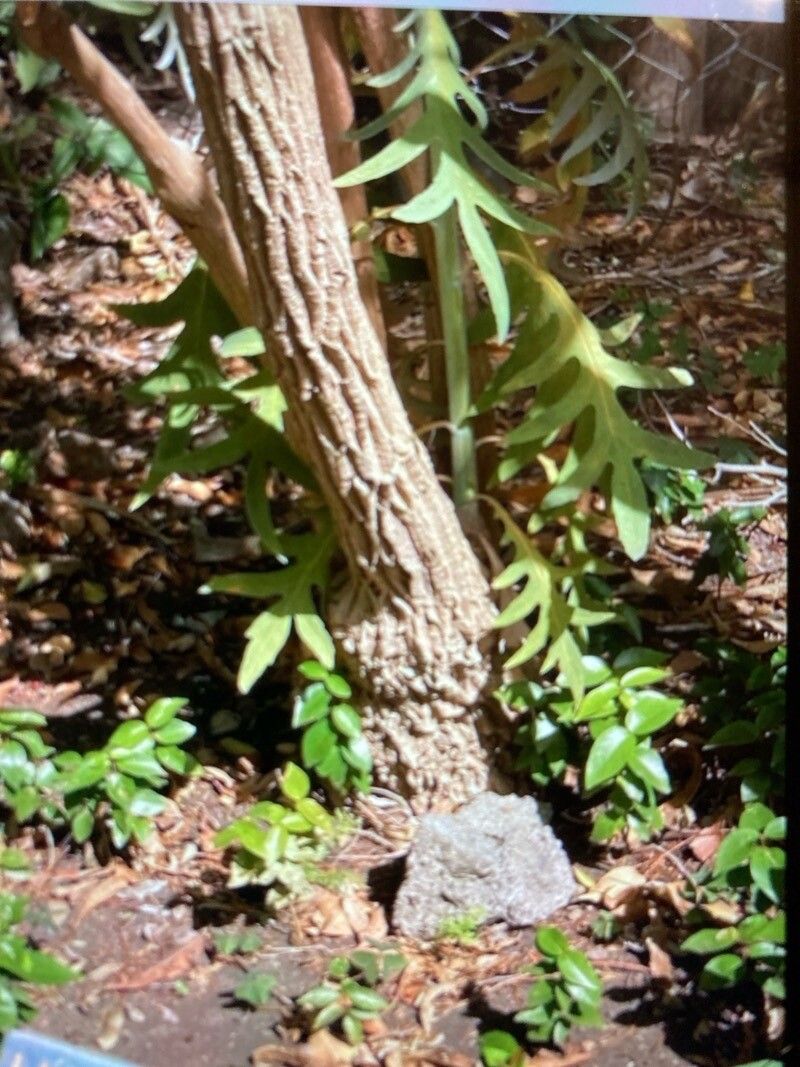 Bocconia arborea bark