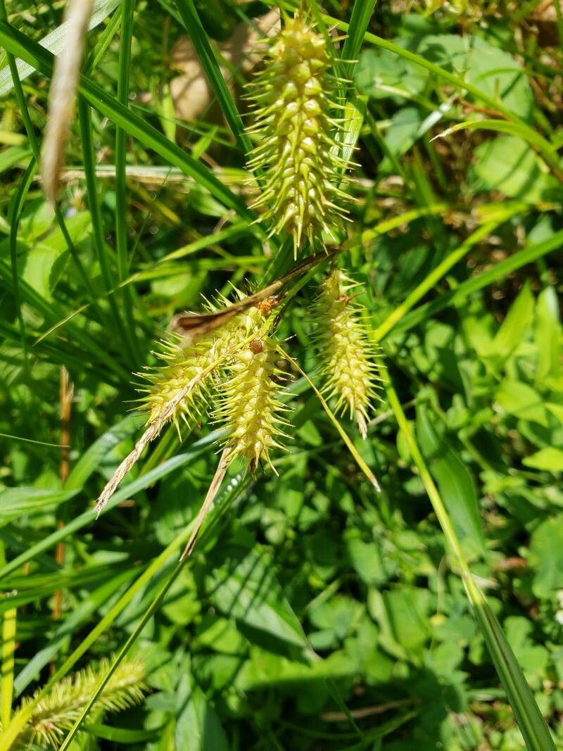 Carex lurida flower