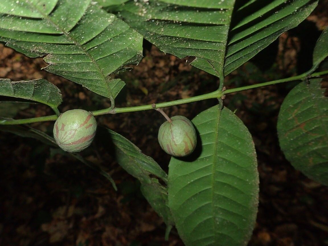 Salacia pallescens other