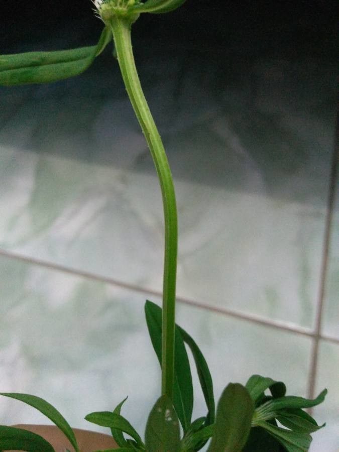 Mitracarpus hirtus bark