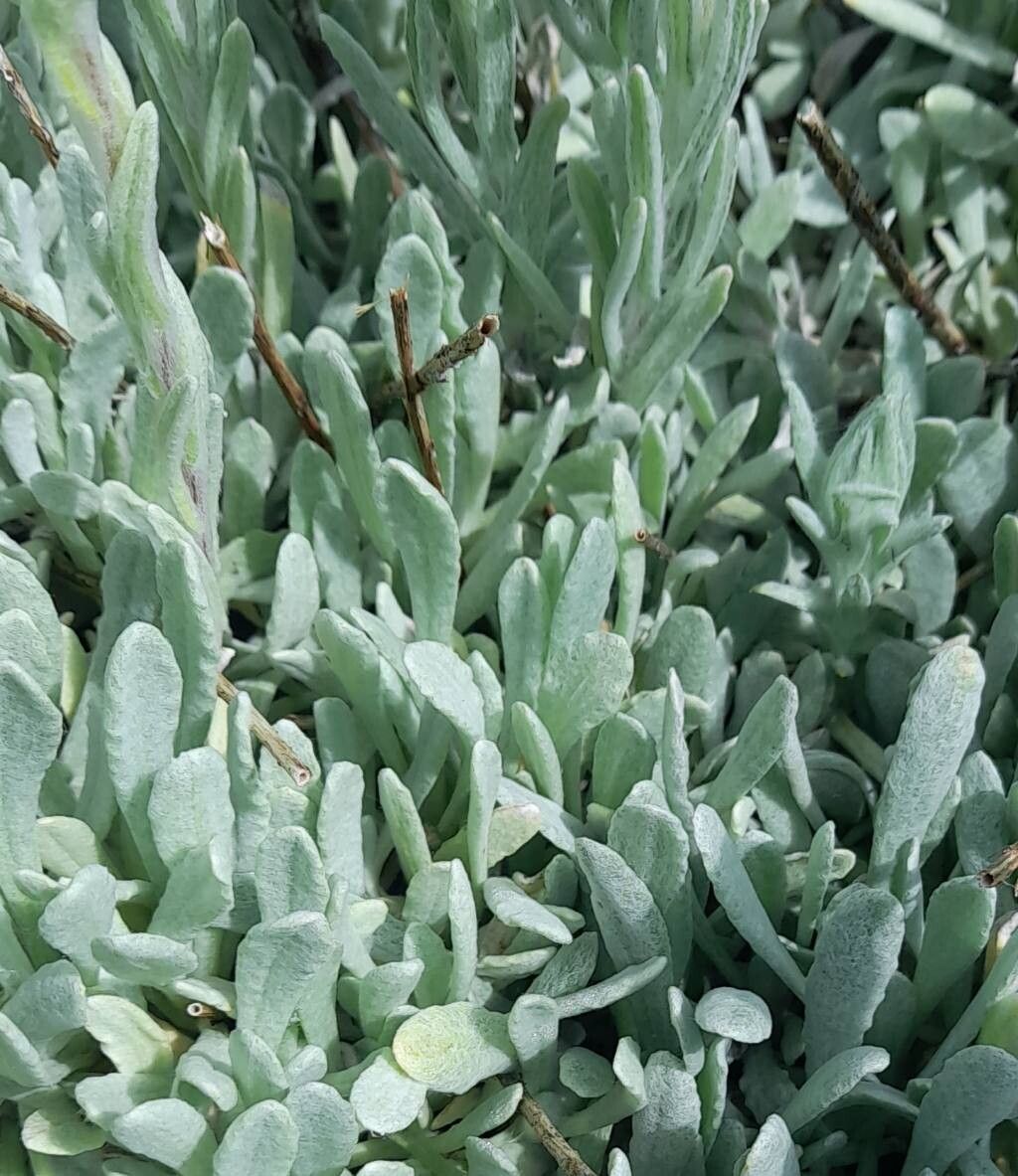 Helichrysum compactum — houseplant care guide