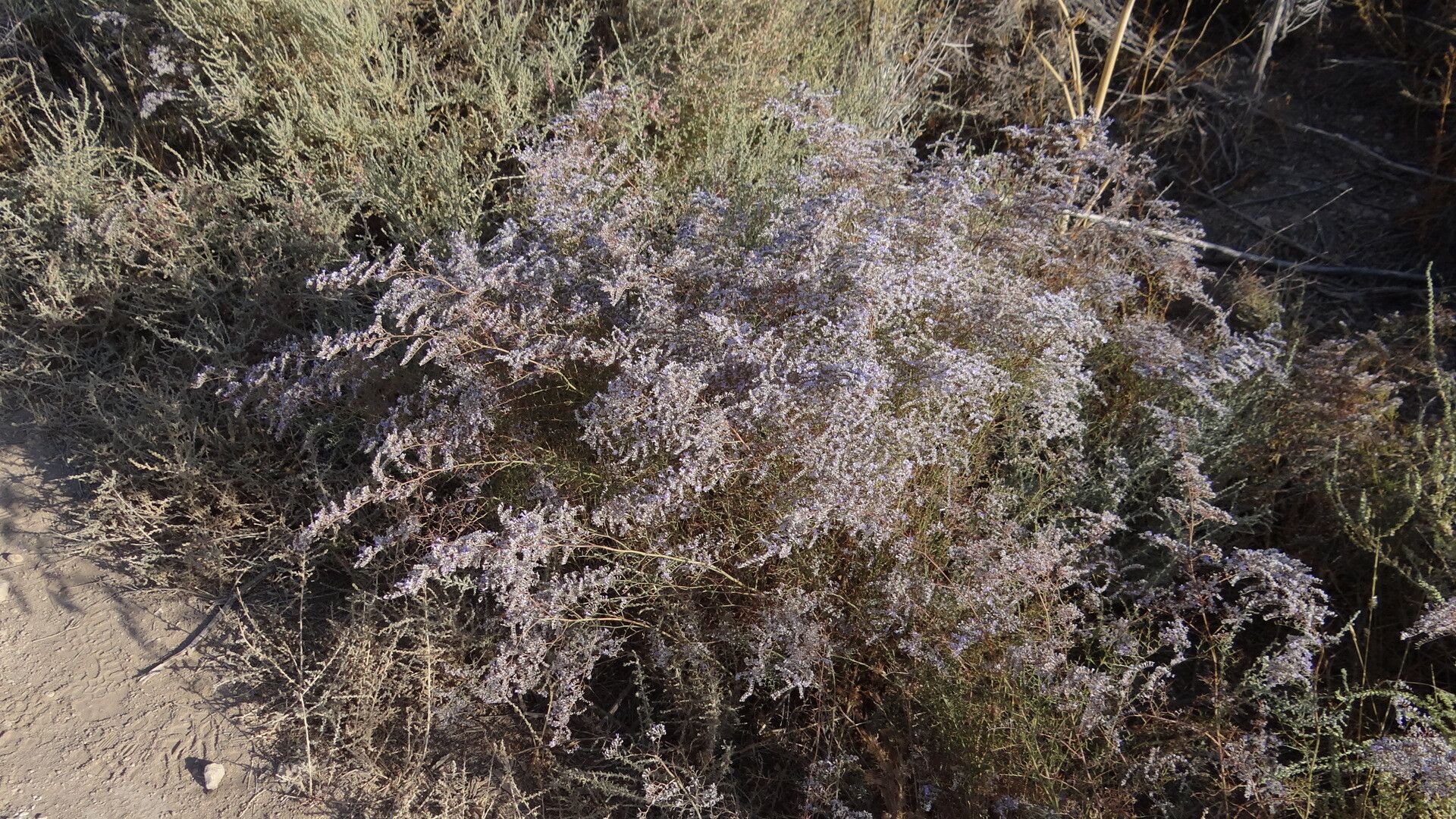 Limonium toletanum habit