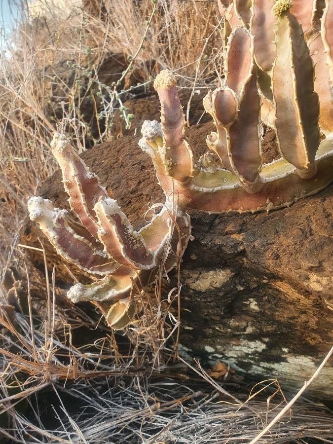 Desmidorchis foetida bark