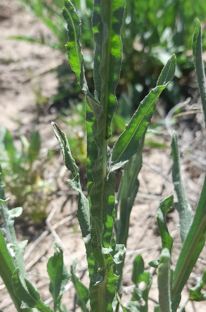 Centaurea solstitialis leaf