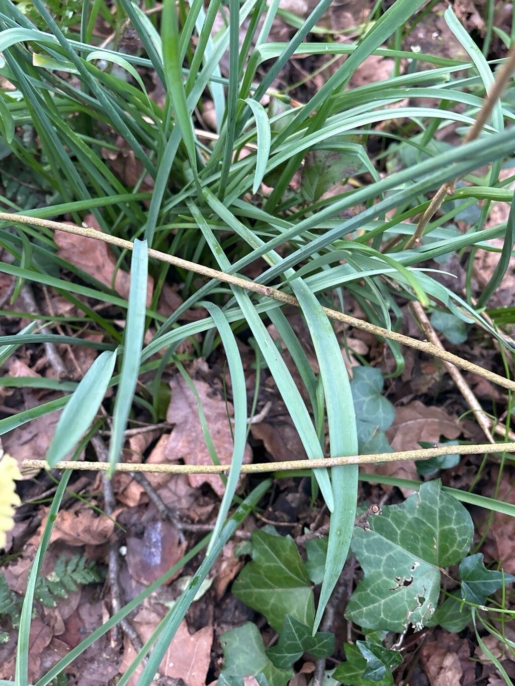 Narcissus pallidiflorus leaf