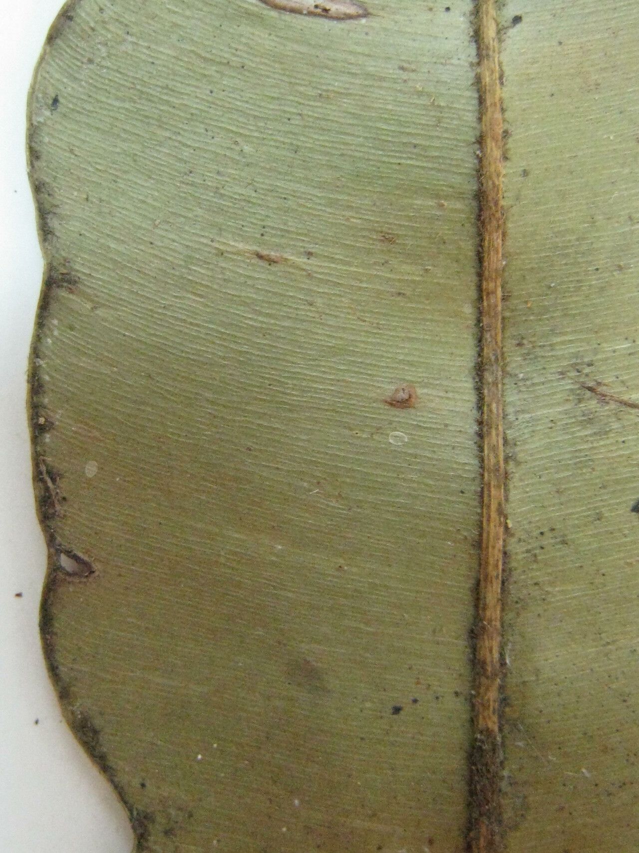 Micropholis trunciflora other