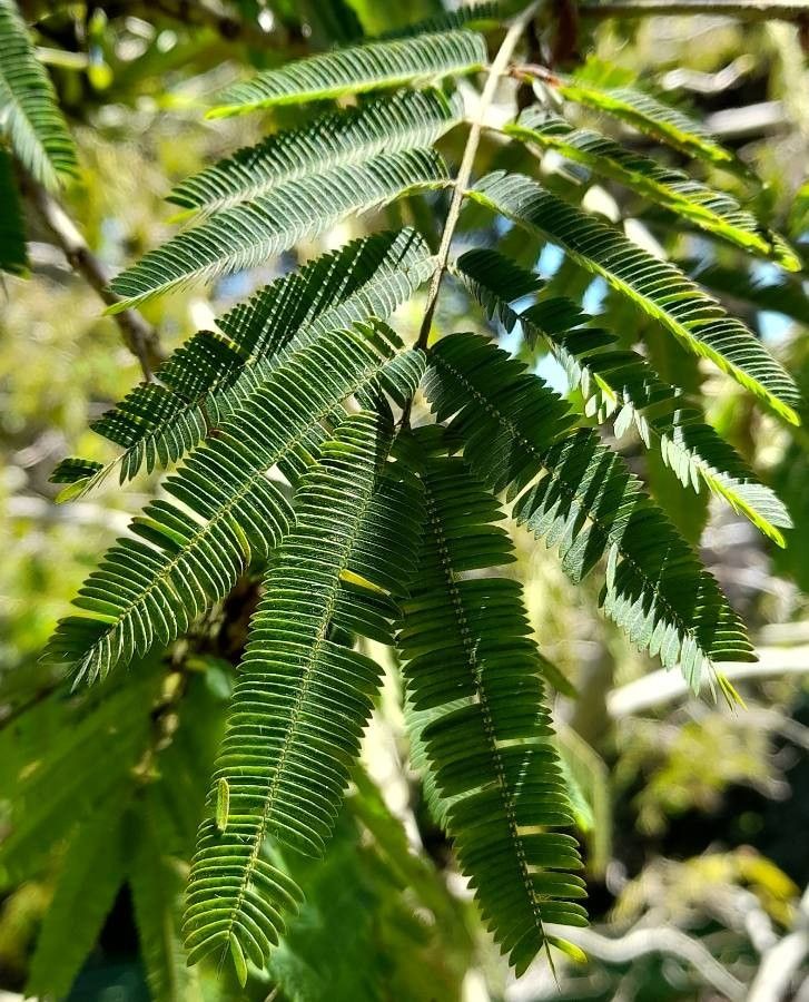 Calliandra foliolosa leaf