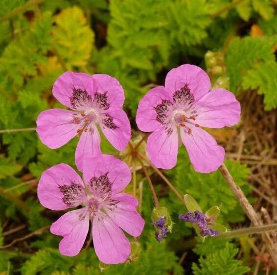 Erodium castellanum — search result for 'Erodium'