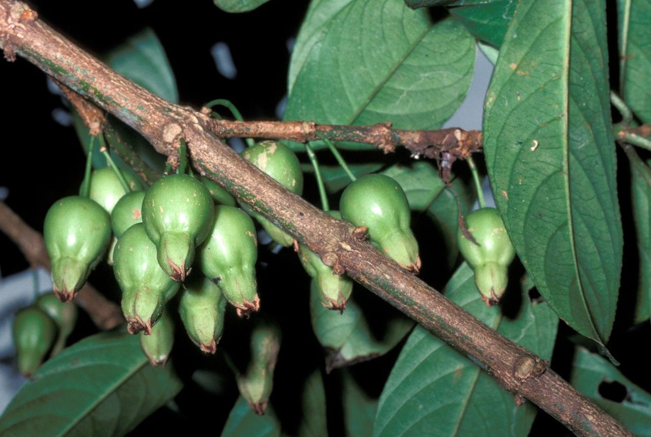 Pellacalyx yunnanensis fruit