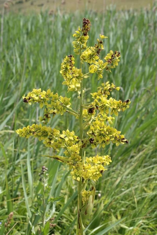 Veratrum lobelianum flower