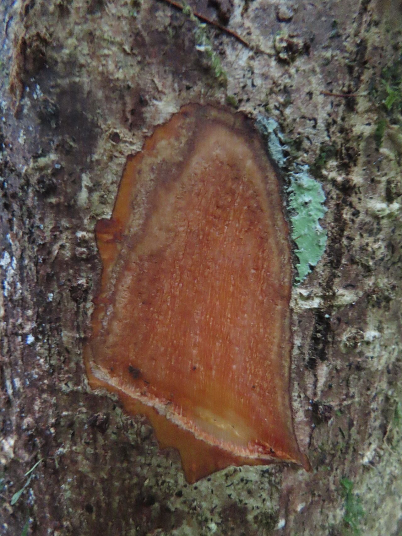 Ticodendron incognitum bark