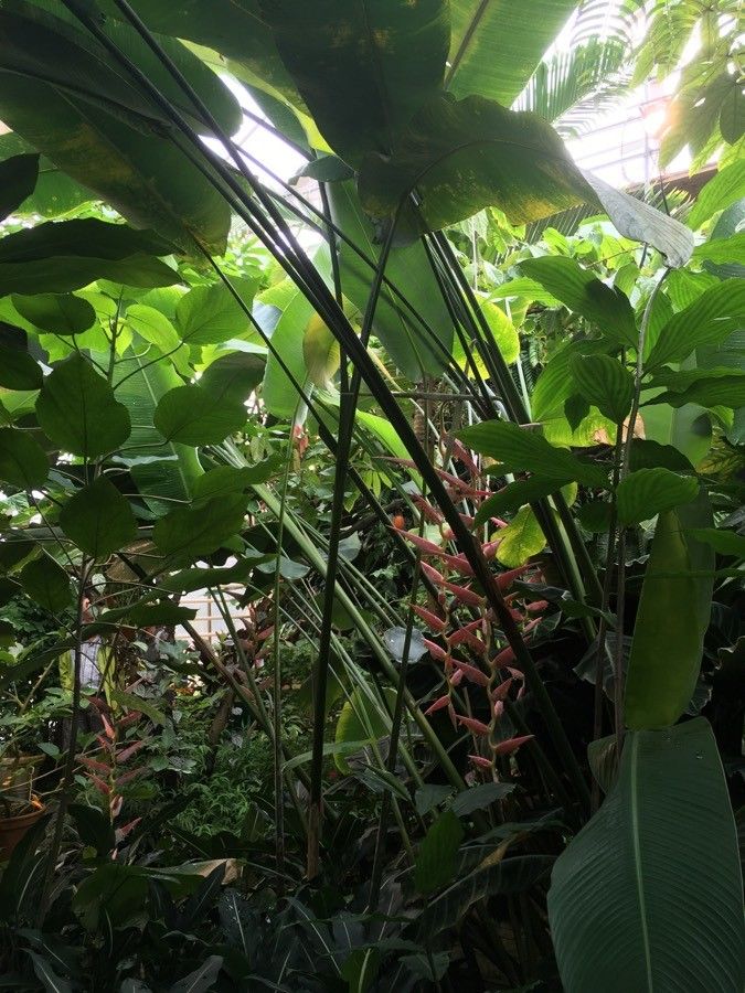 Heliconia collinsiana habit