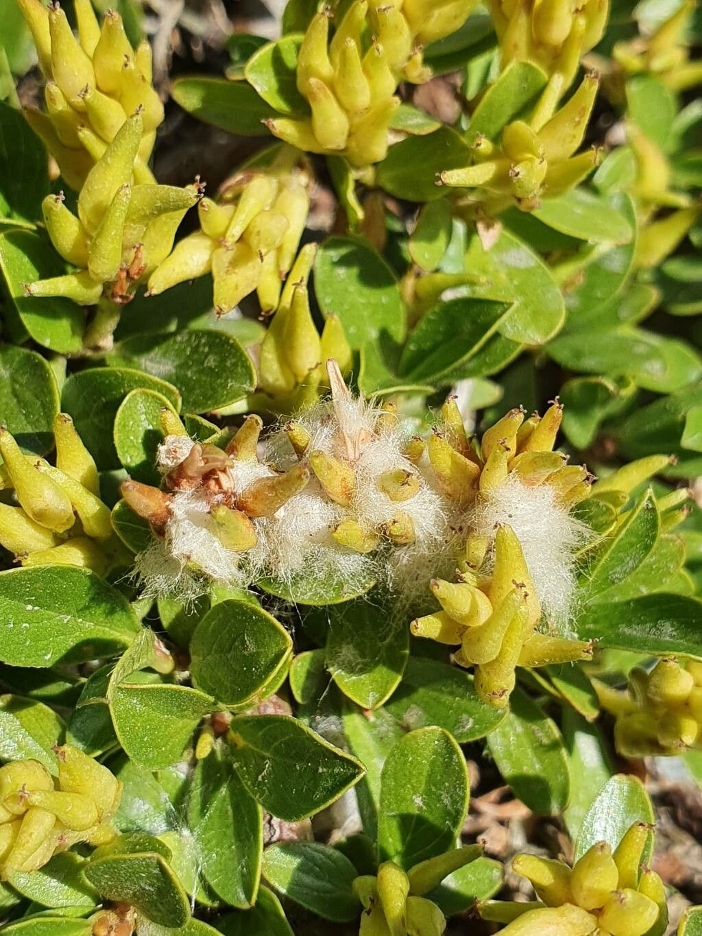 Salix serpyllifolia fruit