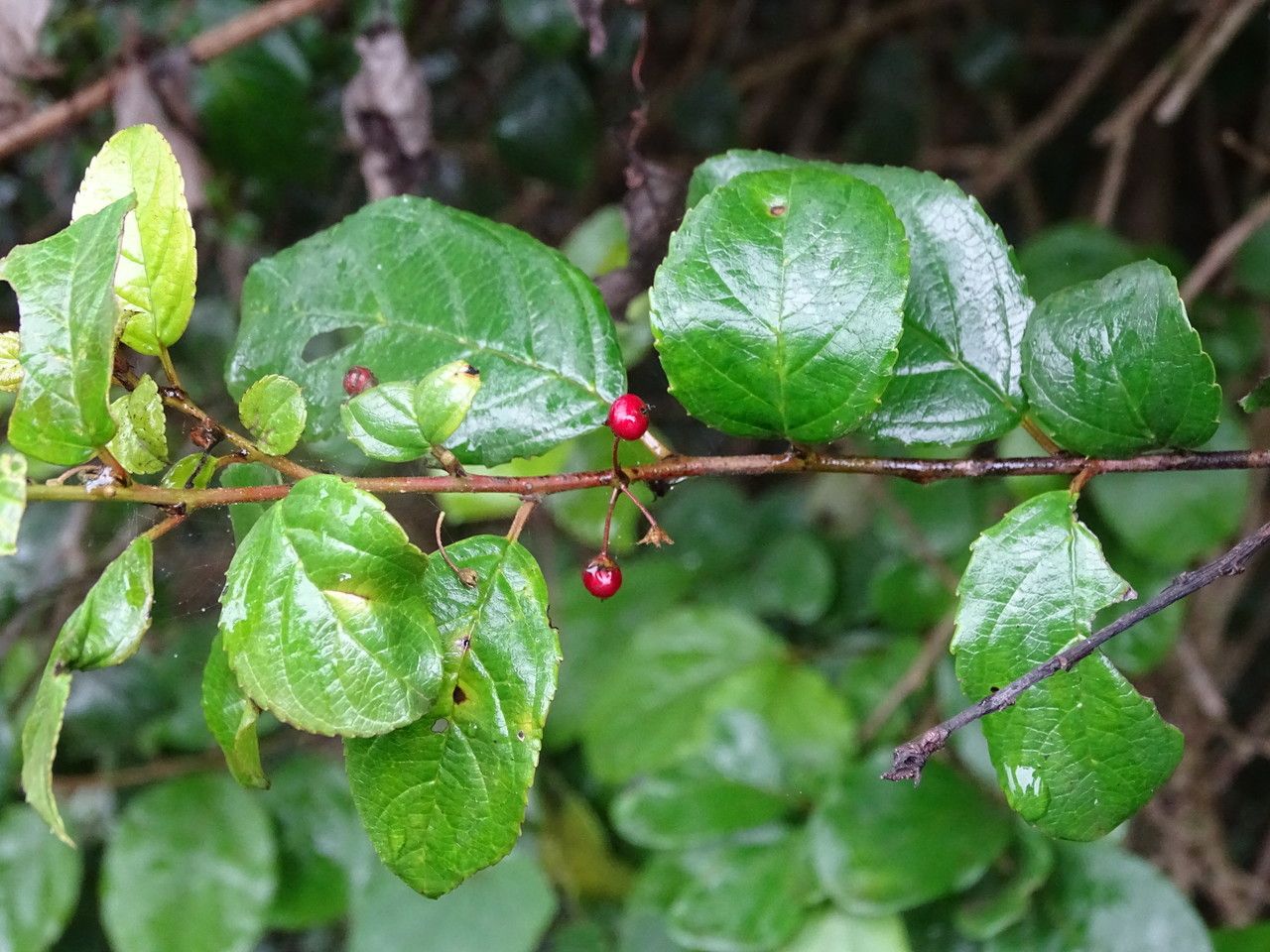 Rhamnus prinoides — search result for 'Rhamnaceae'