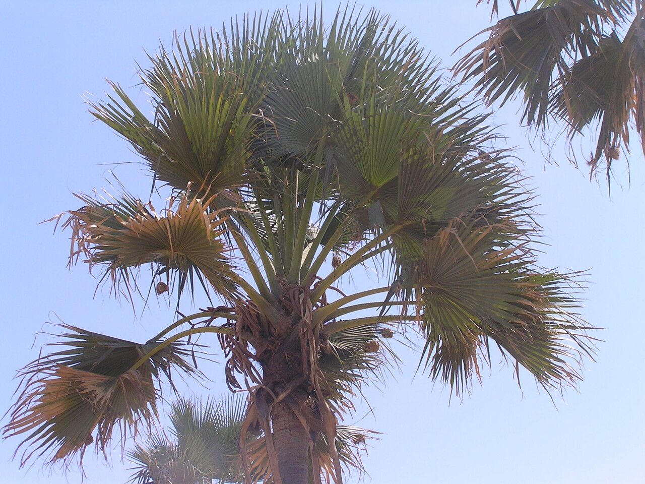 Borassus akeassii leaf