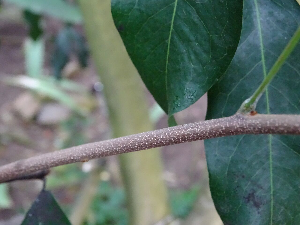 Lepisanthes senegalensis bark