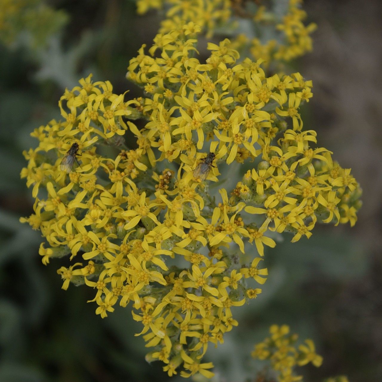 Senecio atratus — search result for 'Senecio'