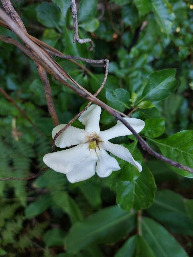 Gardenia thunbergia flower