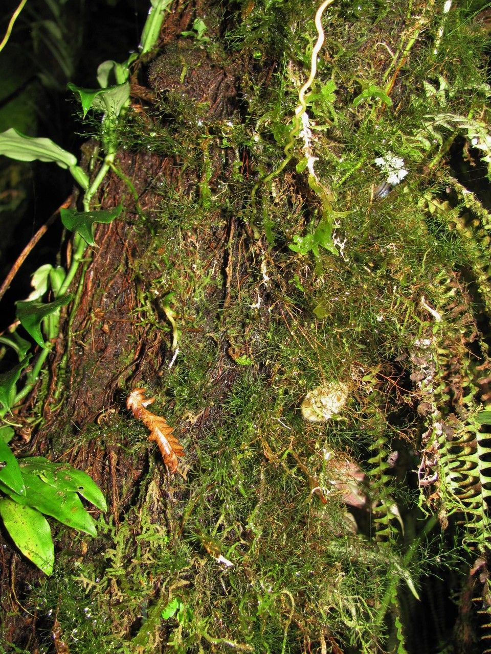 Trichomanes capillaceum — houseplant care guide