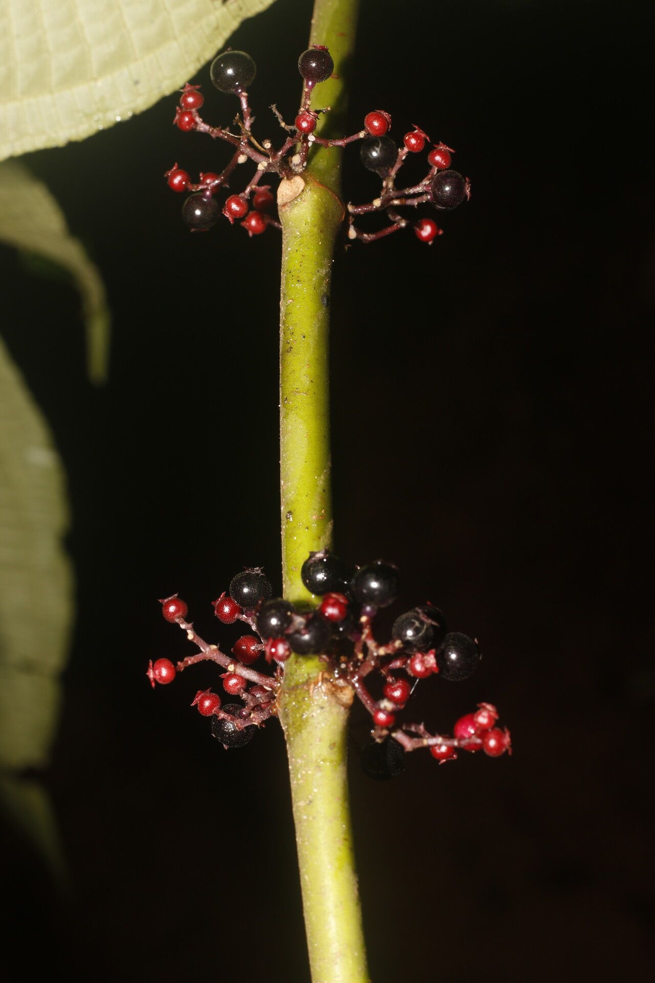 Miconia purpureoviolacea fruit