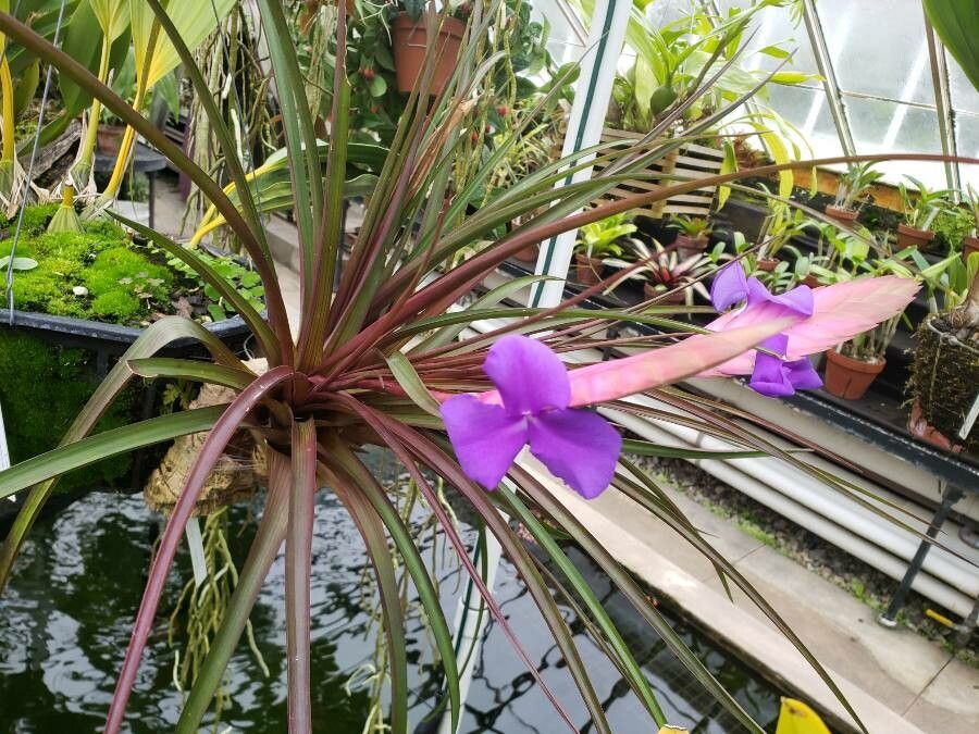 Tillandsia lindenii habit